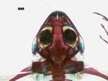 Media type: image;   Herpetology A-136906